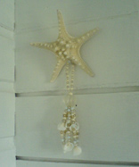 Sea angel Starfish